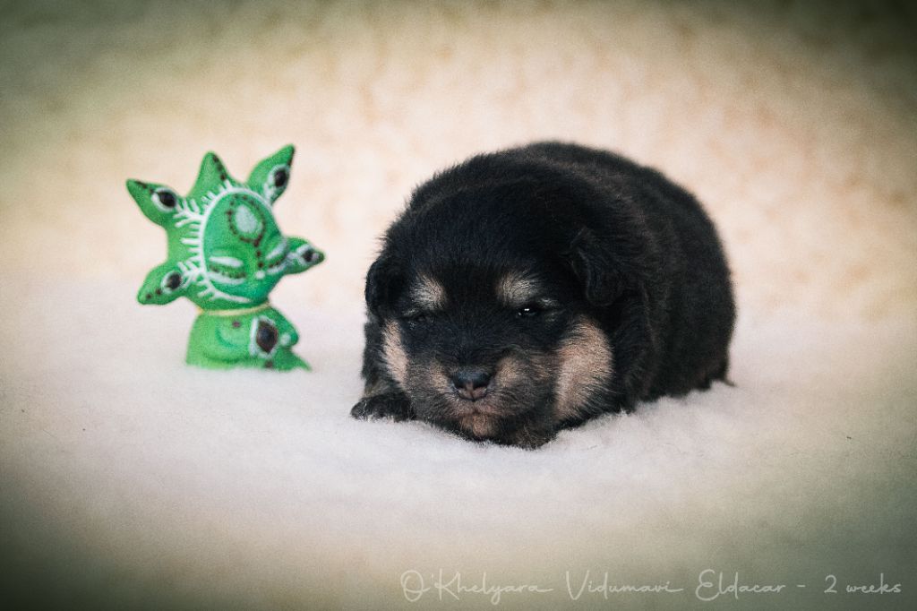 O'khelyara - Chiot disponible  - Chien finnois de Laponie