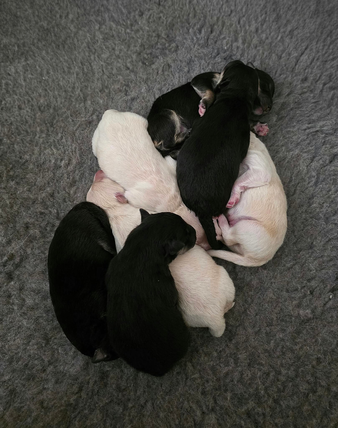 Ils sont arrivés !!! 🐾🐾🐾
