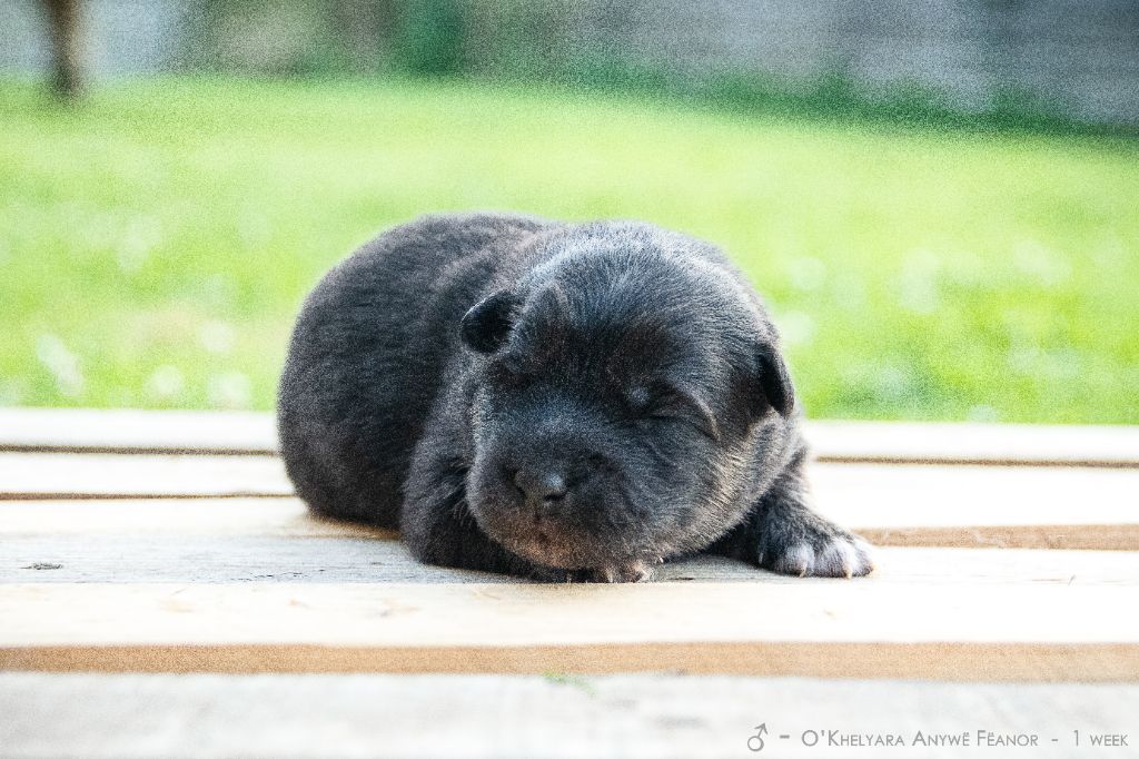 O'khelyara - Chiots disponibles - Chien finnois de Laponie