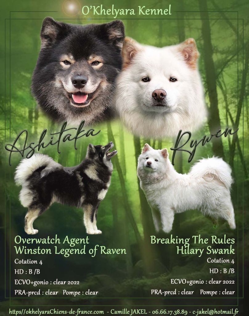 O'khelyara - Chien finnois de Laponie - Portée née le 04/07/2022