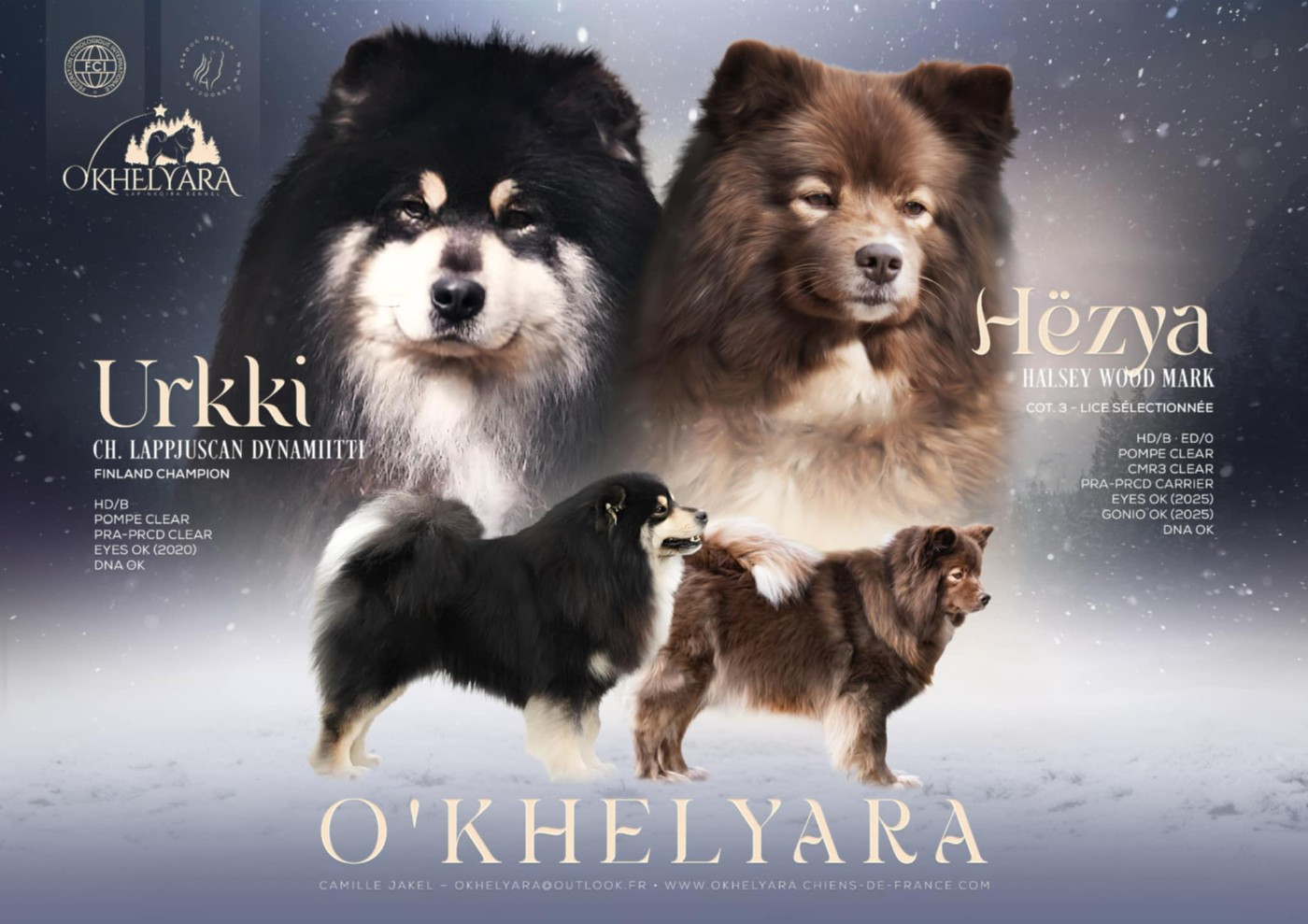 Chiot Chien finnois de Laponie O'khelyara