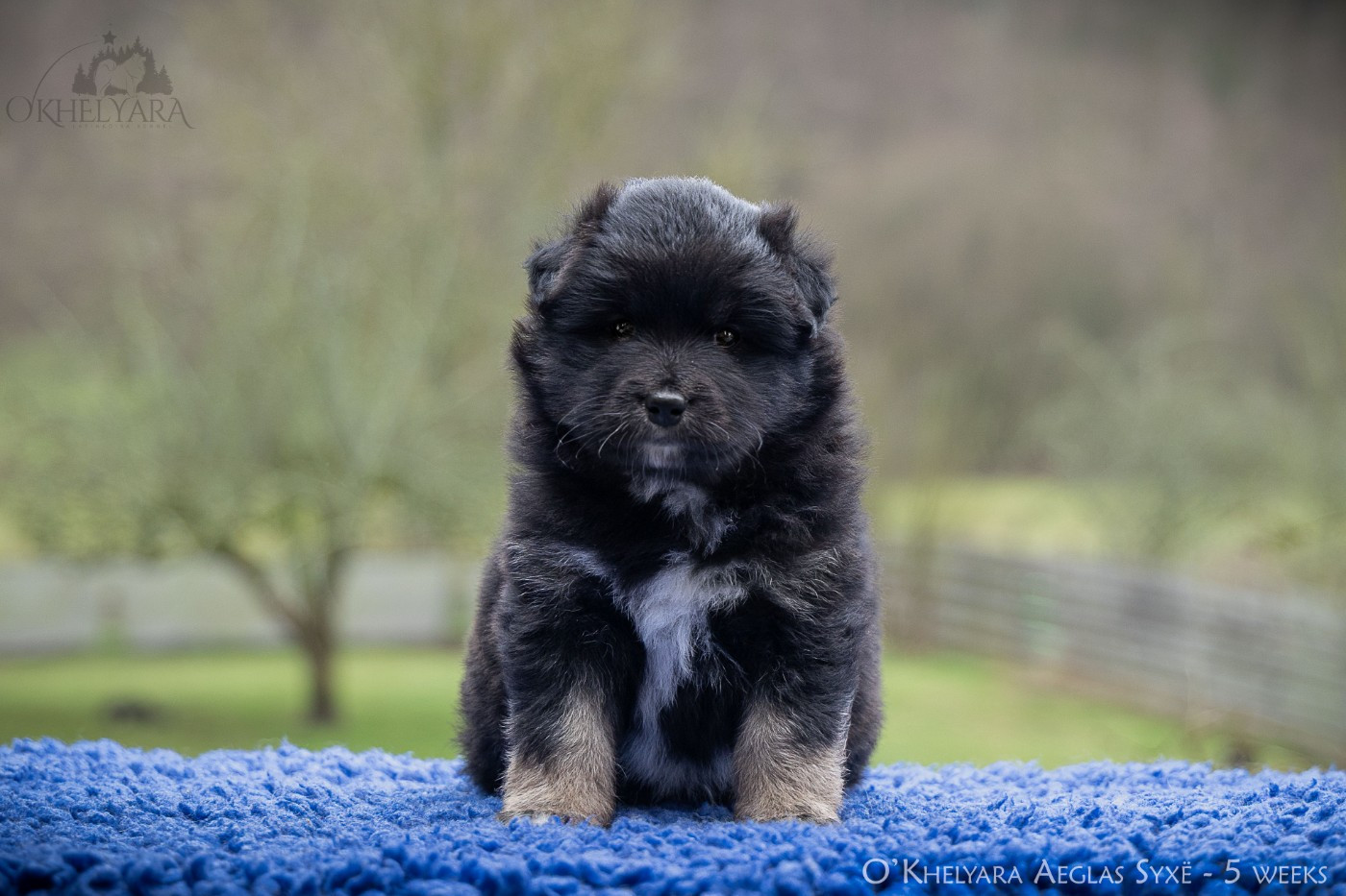 O'khelyara - Chiots disponibles - Chien finnois de Laponie