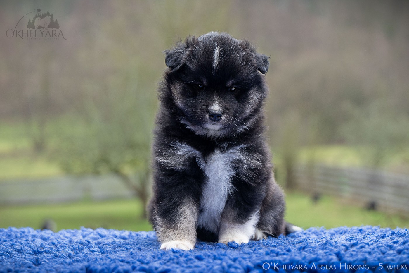 O'khelyara - Chiots disponibles - Chien finnois de Laponie