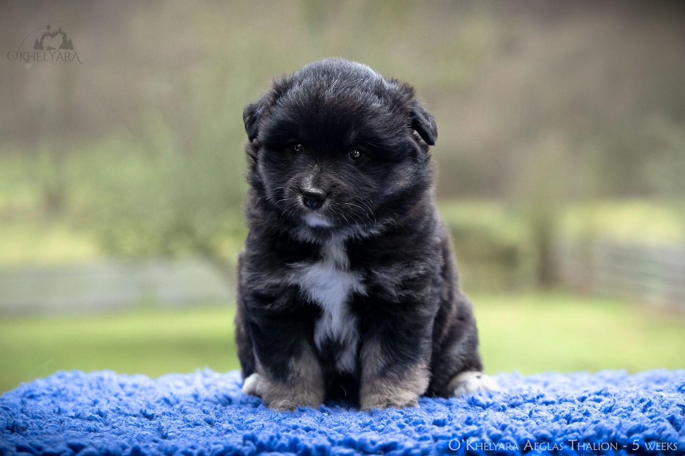 O'khelyara - Chiots disponibles - Chien finnois de Laponie