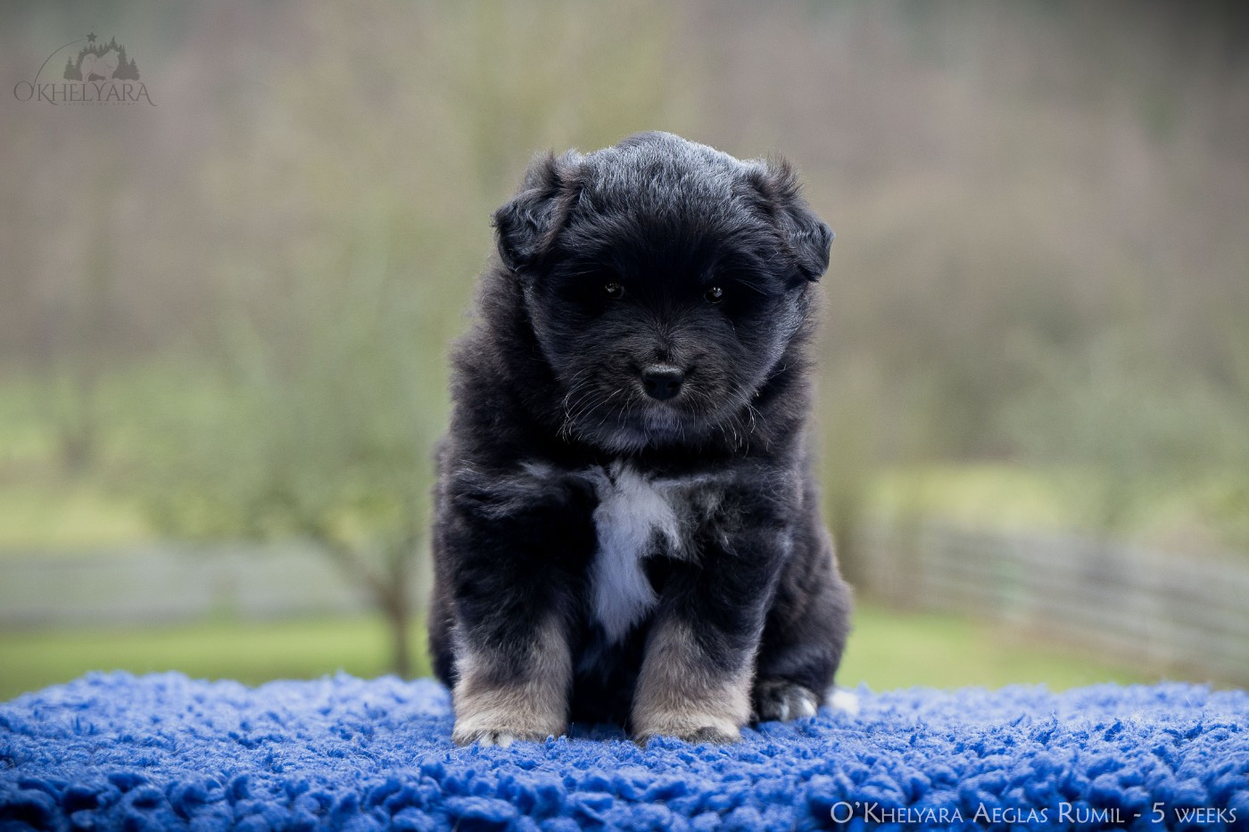 O'khelyara - Chiots disponibles - Chien finnois de Laponie