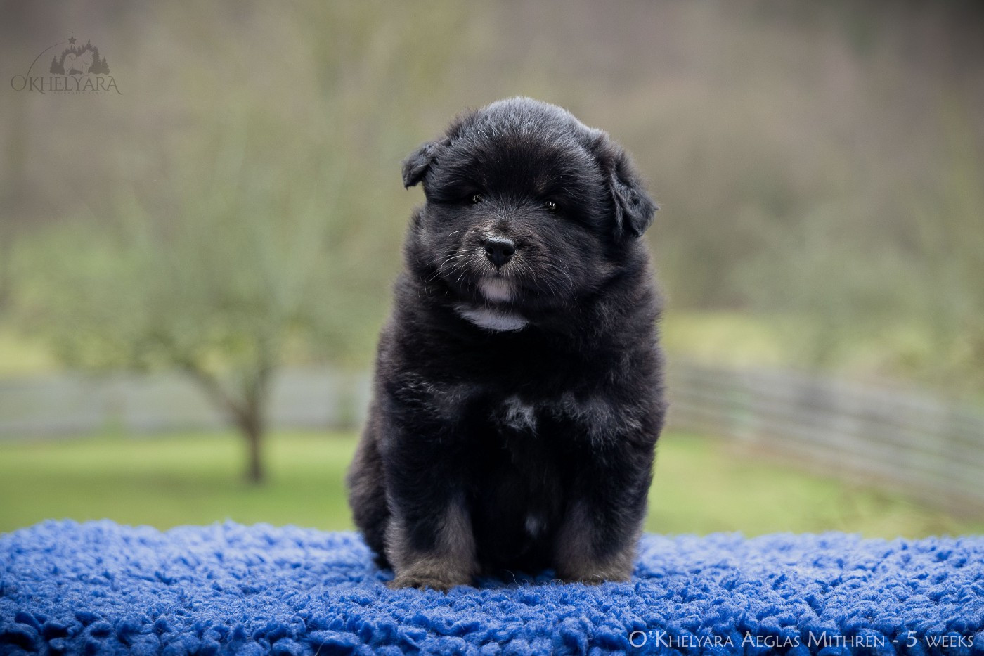 O'khelyara - Chiots disponibles - Chien finnois de Laponie