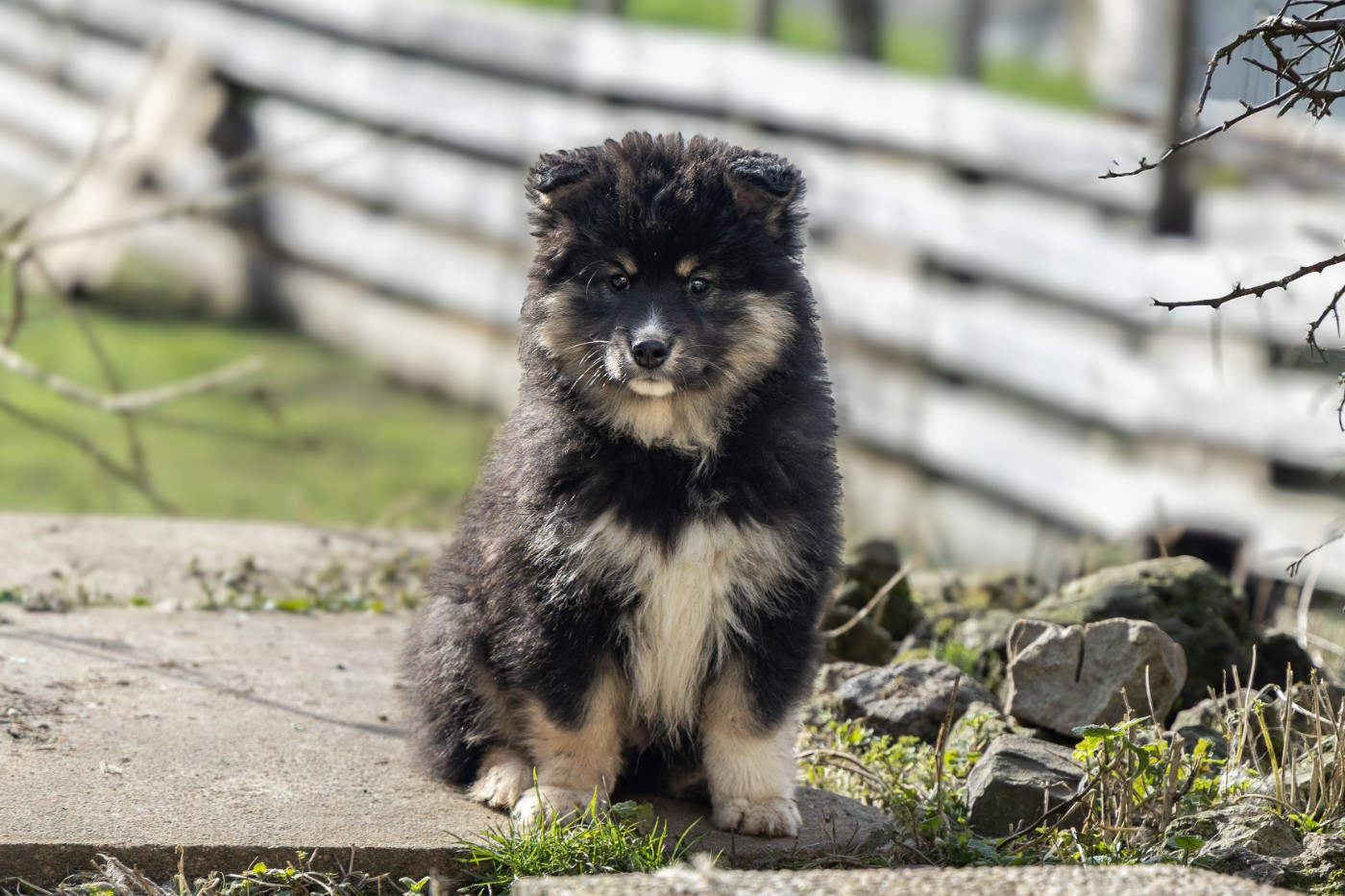 O'khelyara - Chiots disponibles - Chien finnois de Laponie