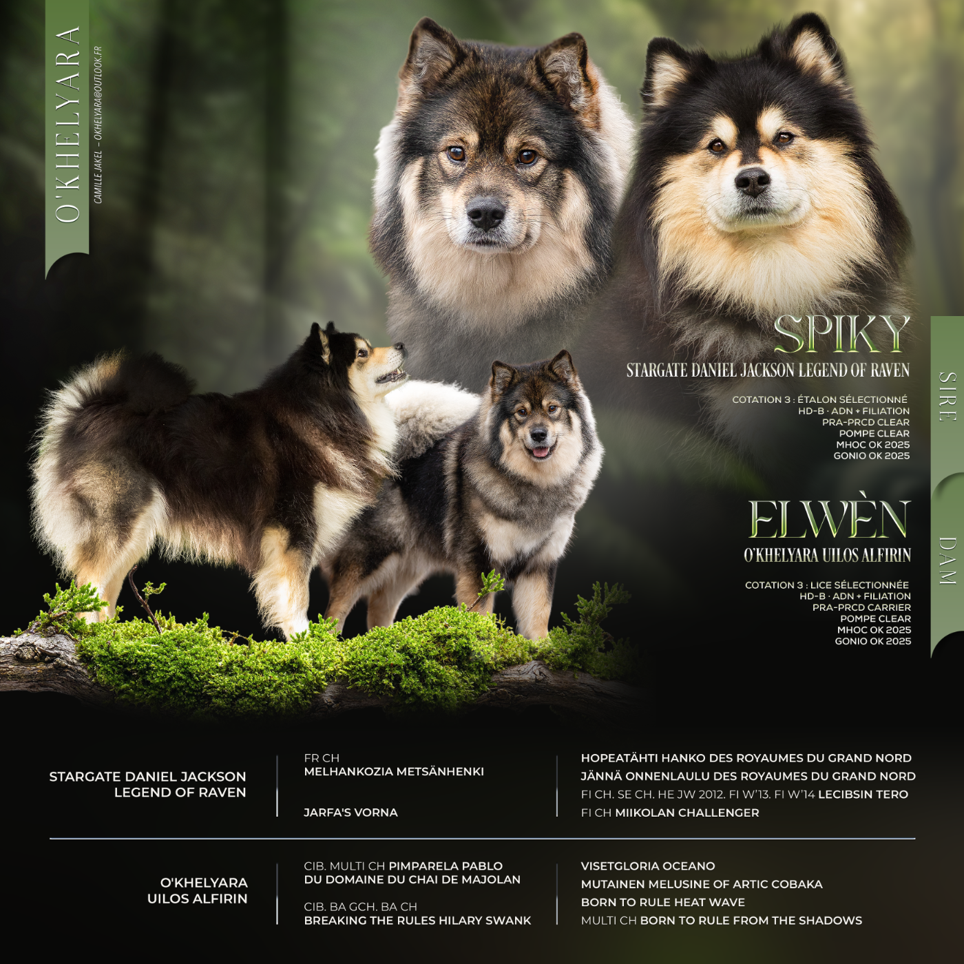 Chiot Chien finnois de Laponie O'khelyara