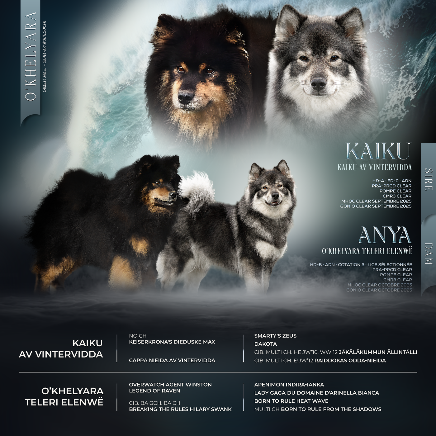 Chiot Chien finnois de Laponie O'khelyara
