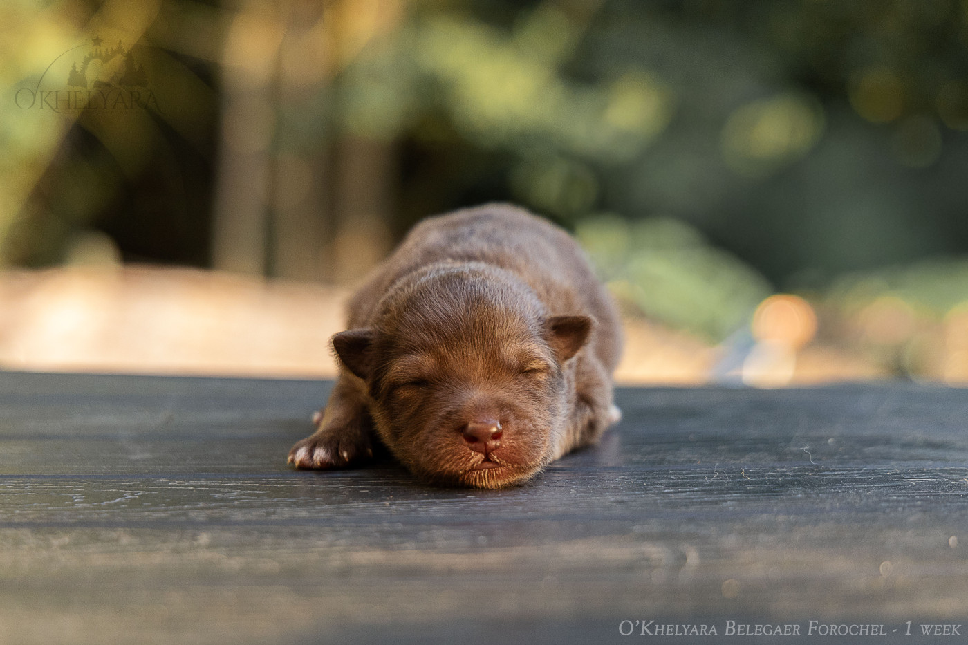 O'khelyara - Chiots disponibles - Chien finnois de Laponie