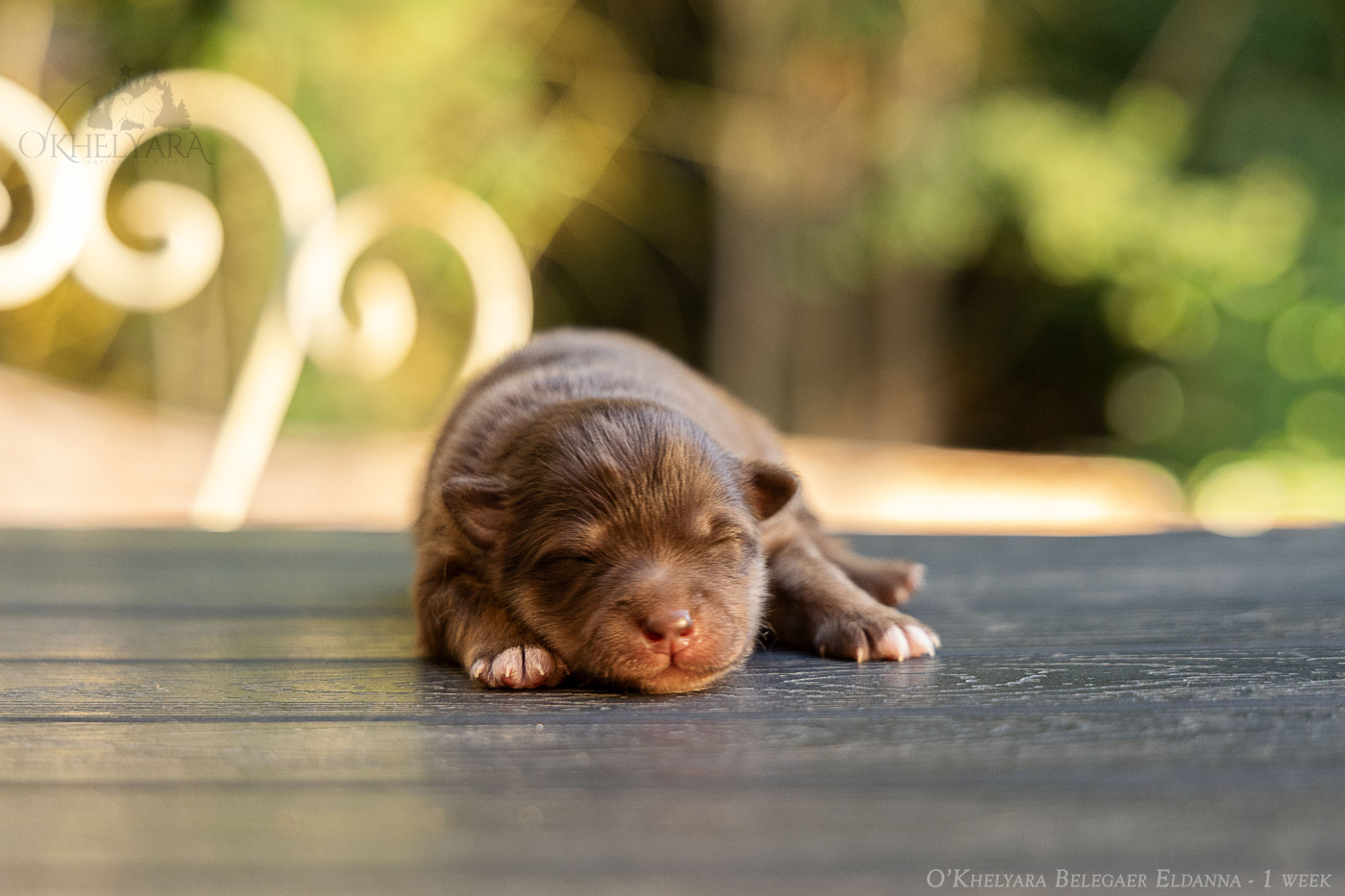 O'khelyara - Chiots disponibles - Chien finnois de Laponie