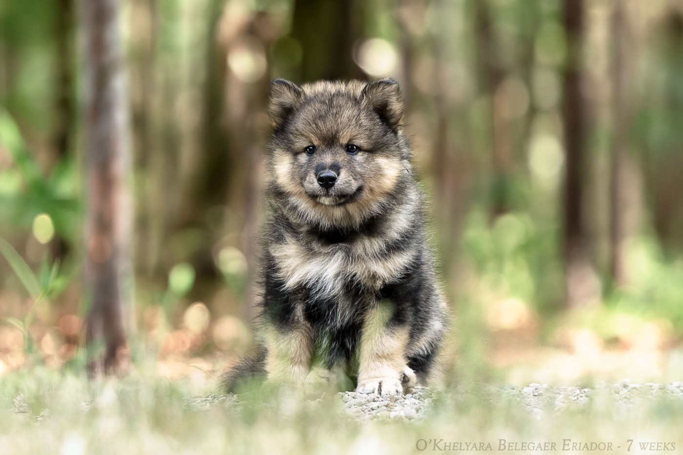 O'khelyara - Chiots disponibles - Chien finnois de Laponie