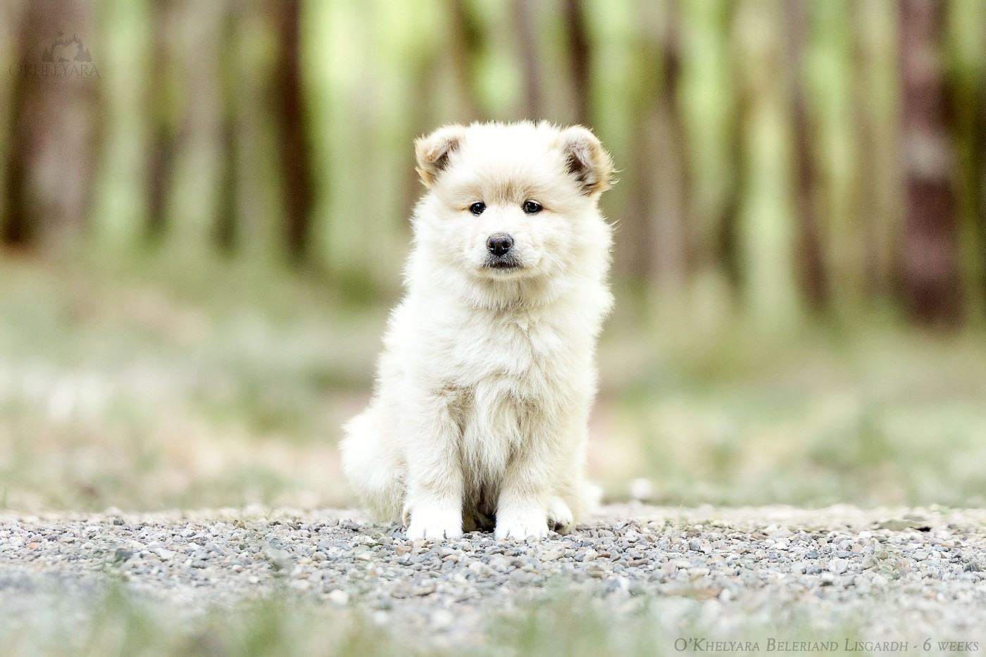 O'khelyara - Chiots disponibles - Chien finnois de Laponie