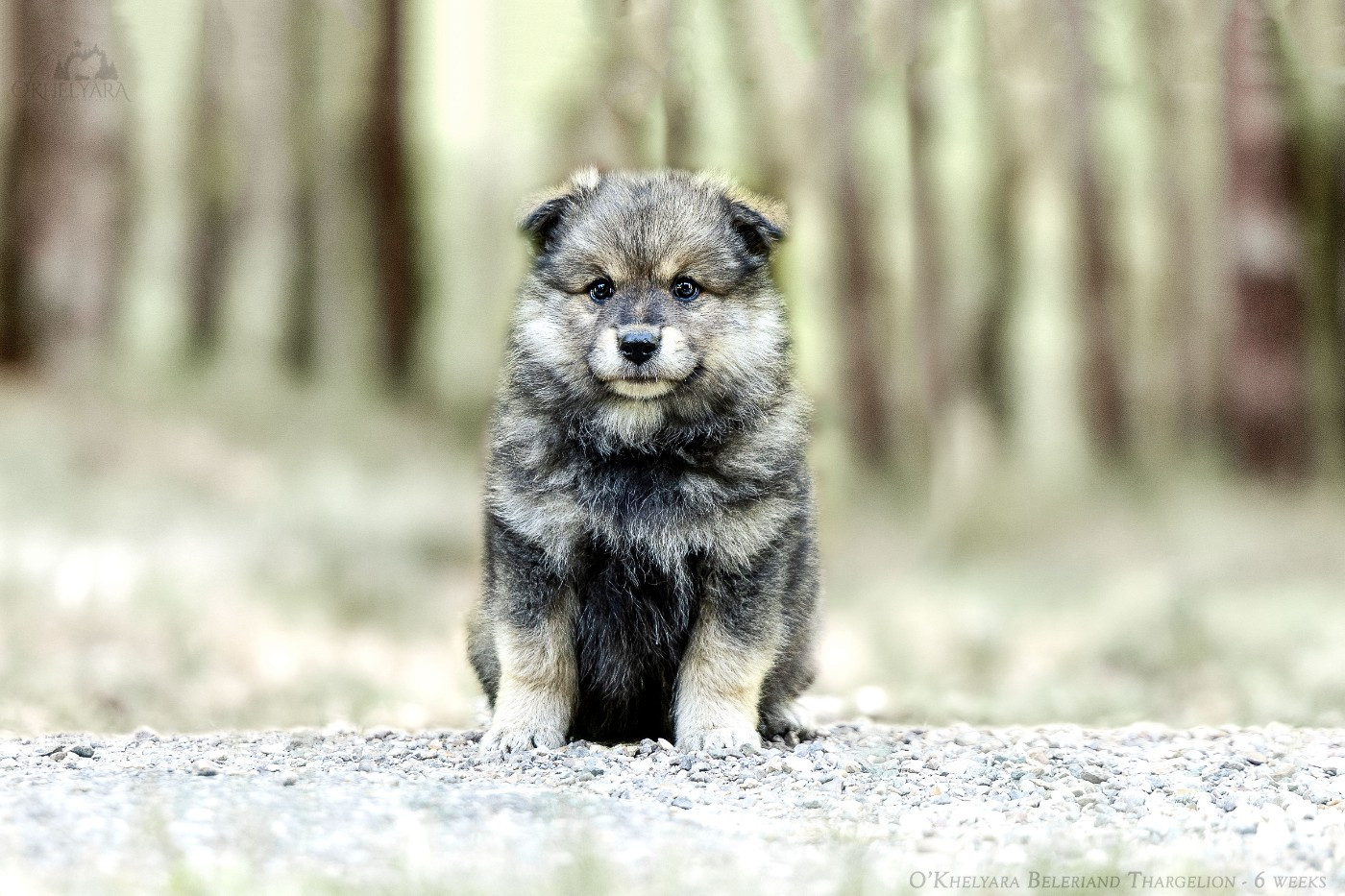 O'khelyara - Chiots disponibles - Chien finnois de Laponie