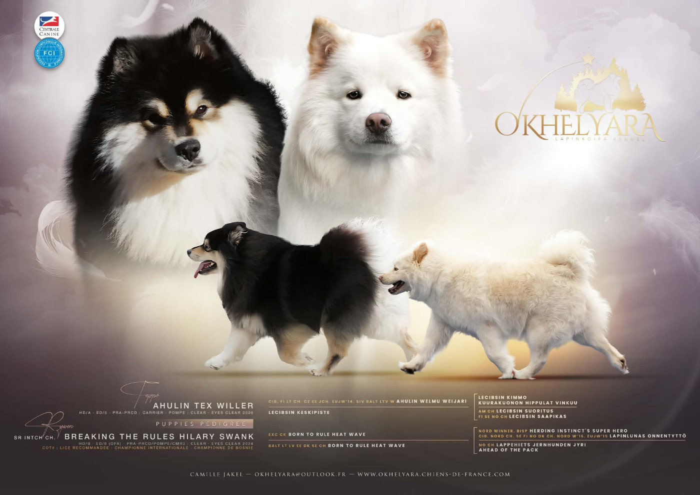 Chiot Chien finnois de Laponie O'khelyara
