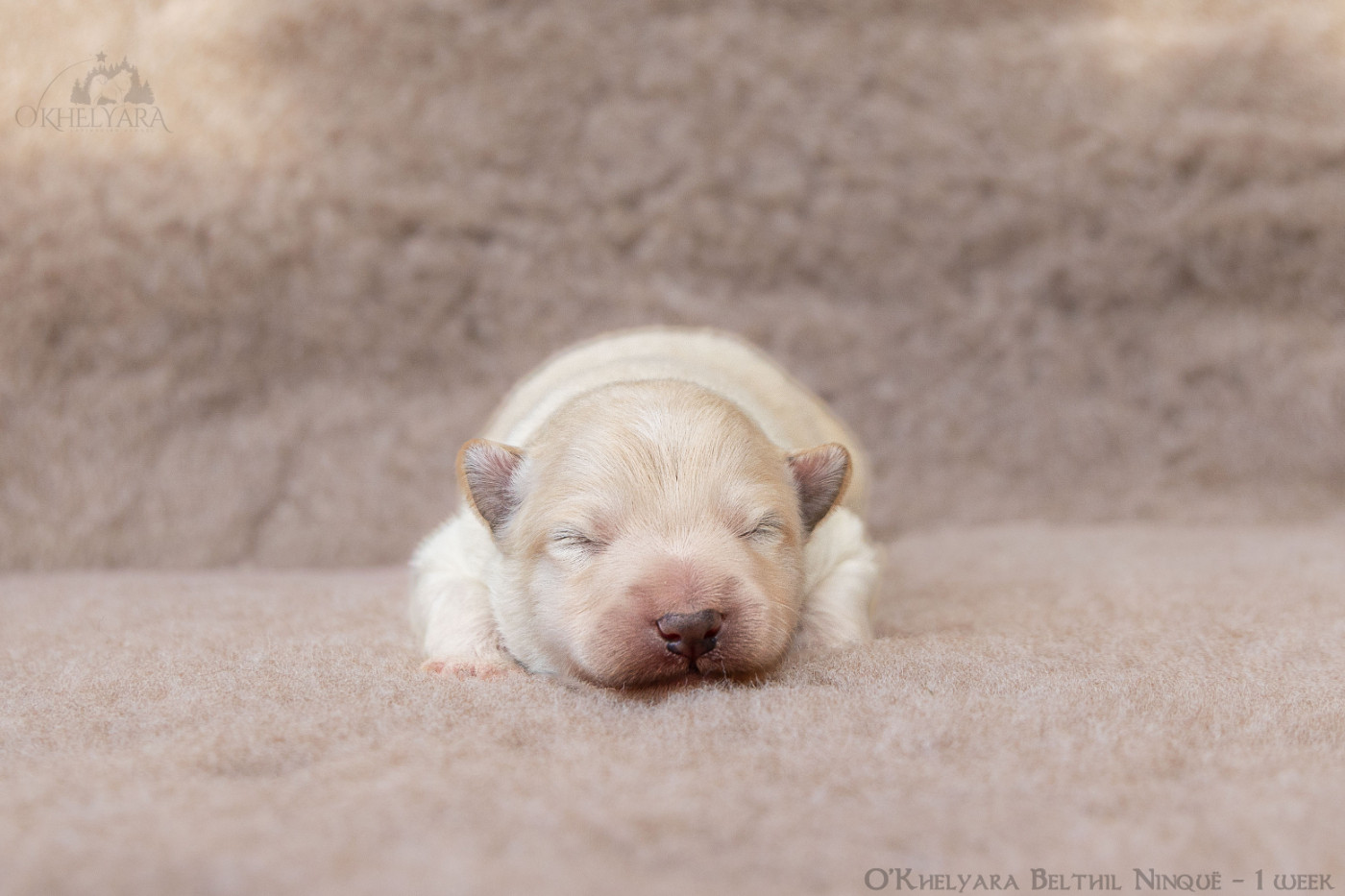 O'khelyara - Chiots disponibles - Chien finnois de Laponie