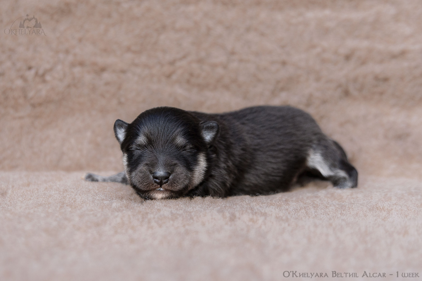 O'khelyara - Chiots disponibles - Chien finnois de Laponie