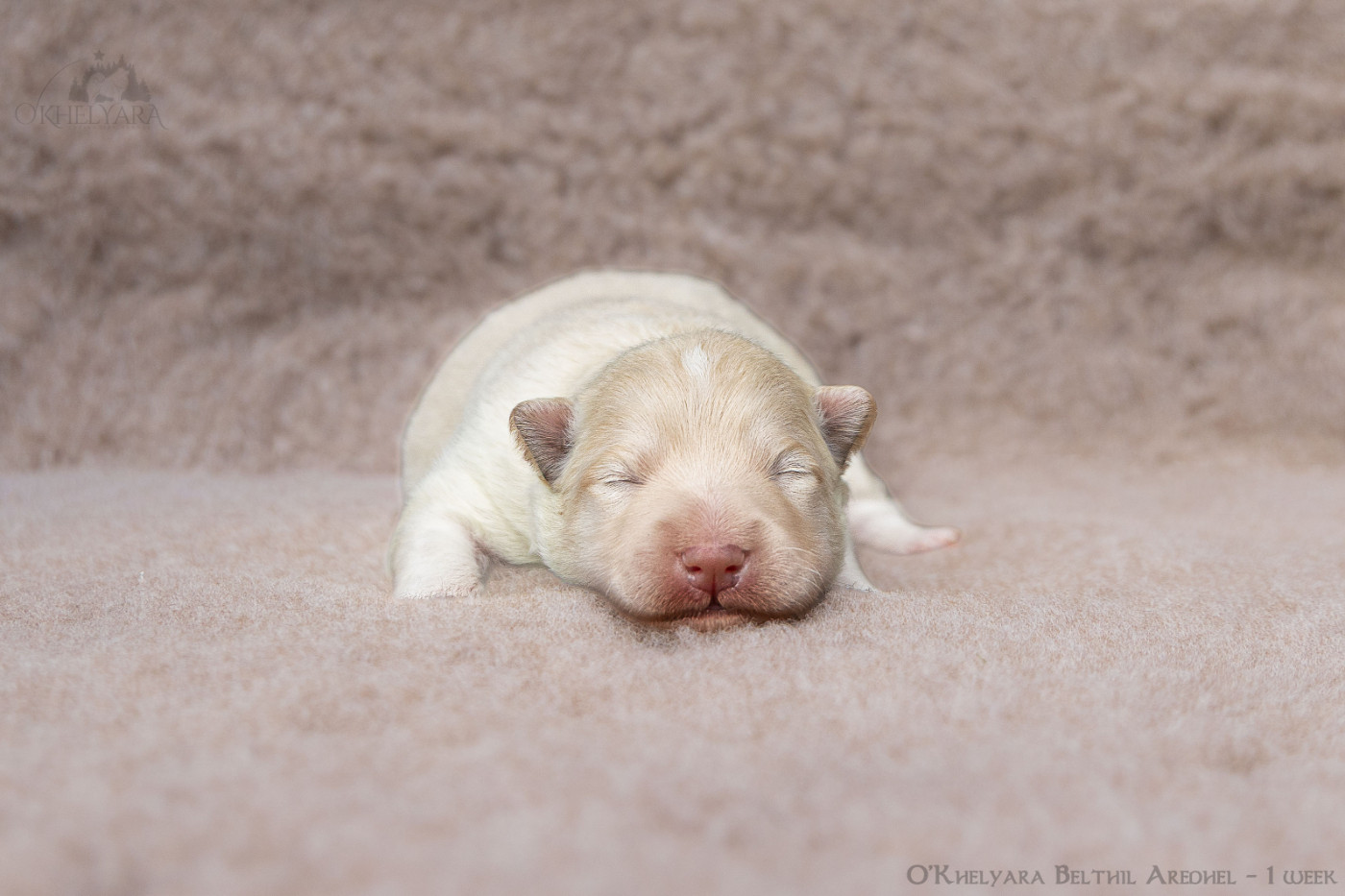 O'khelyara - Chiots disponibles - Chien finnois de Laponie
