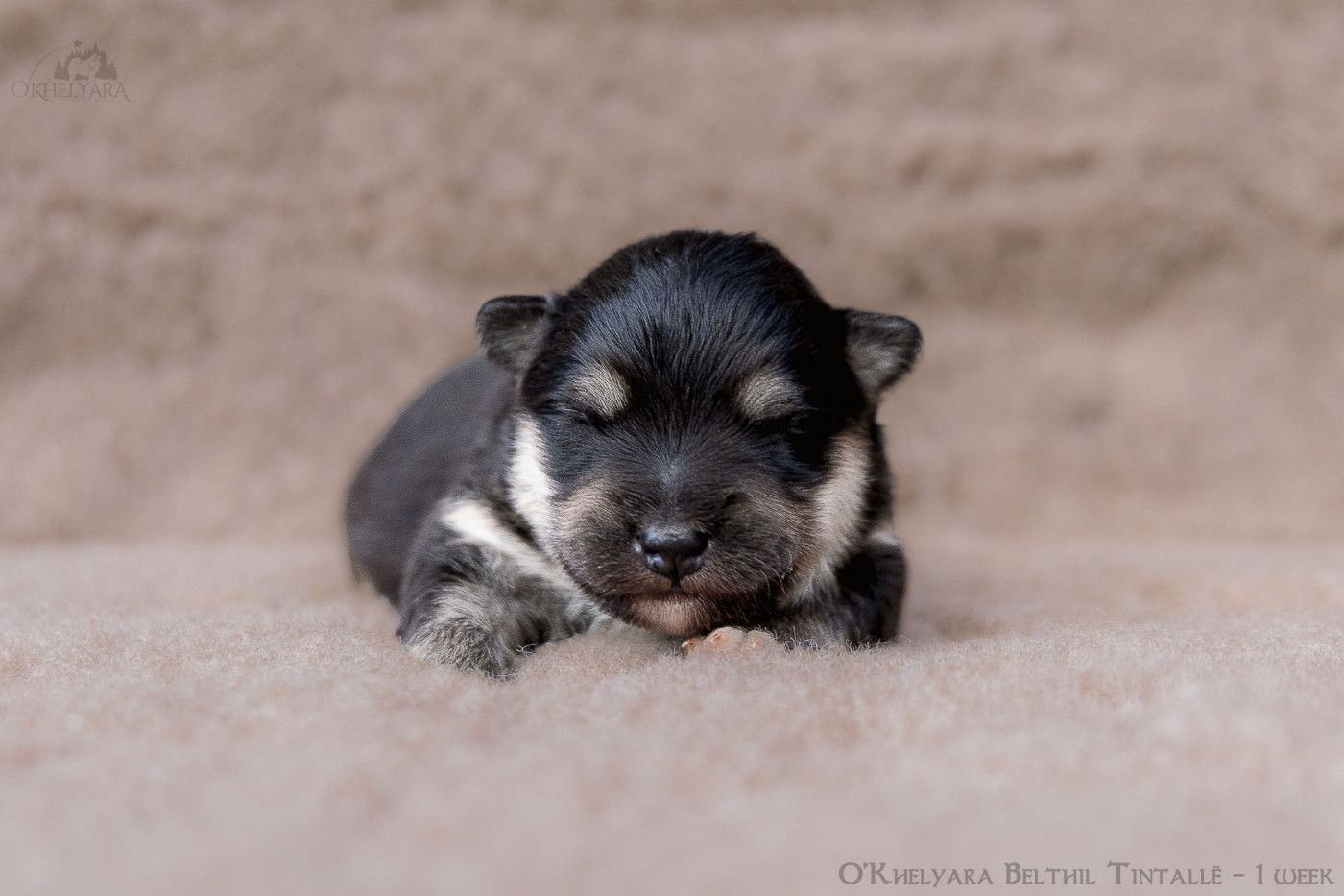 O'khelyara - Chiots disponibles - Chien finnois de Laponie