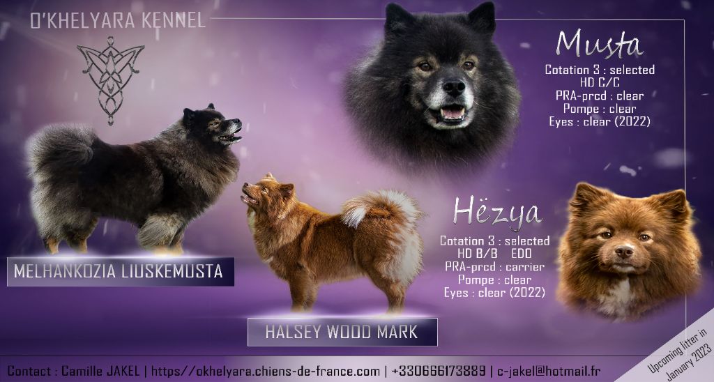 O'khelyara - Chien finnois de Laponie - Portée née le 14/01/2023