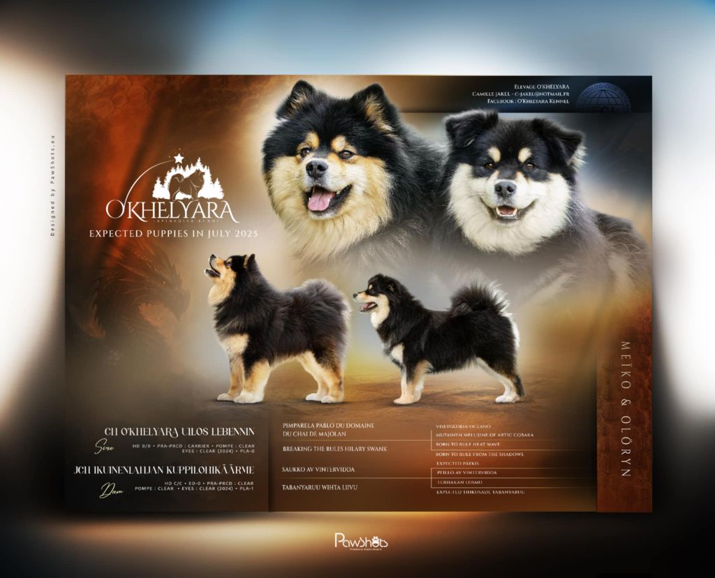 Chiot Chien finnois de Laponie O'khelyara