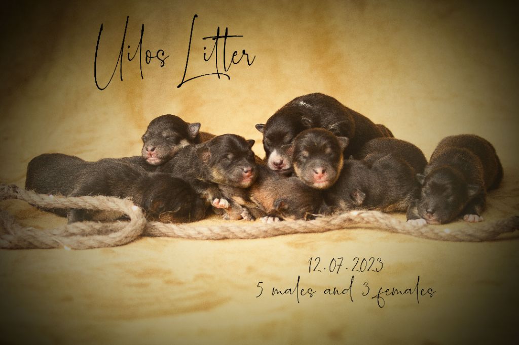 O'khelyara - Chien finnois de Laponie - Portée née le 12/07/2023