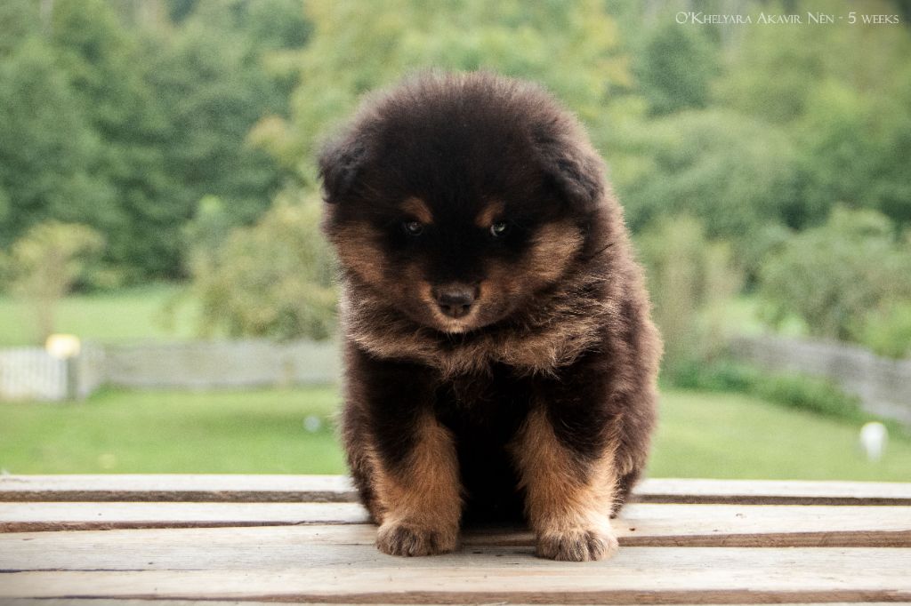 O'khelyara - Chiots disponibles - Chien finnois de Laponie