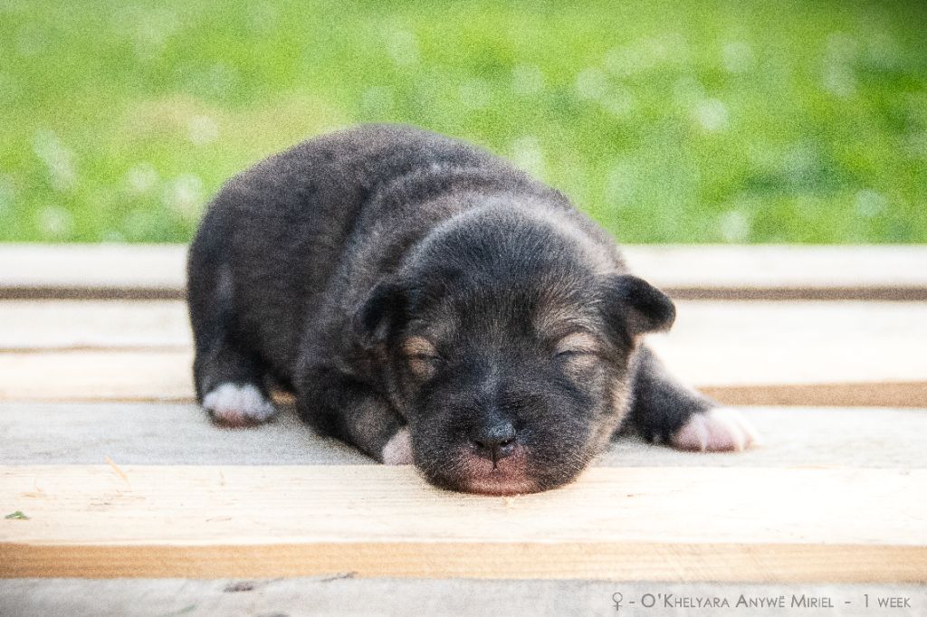 O'khelyara - Chiots disponibles - Chien finnois de Laponie