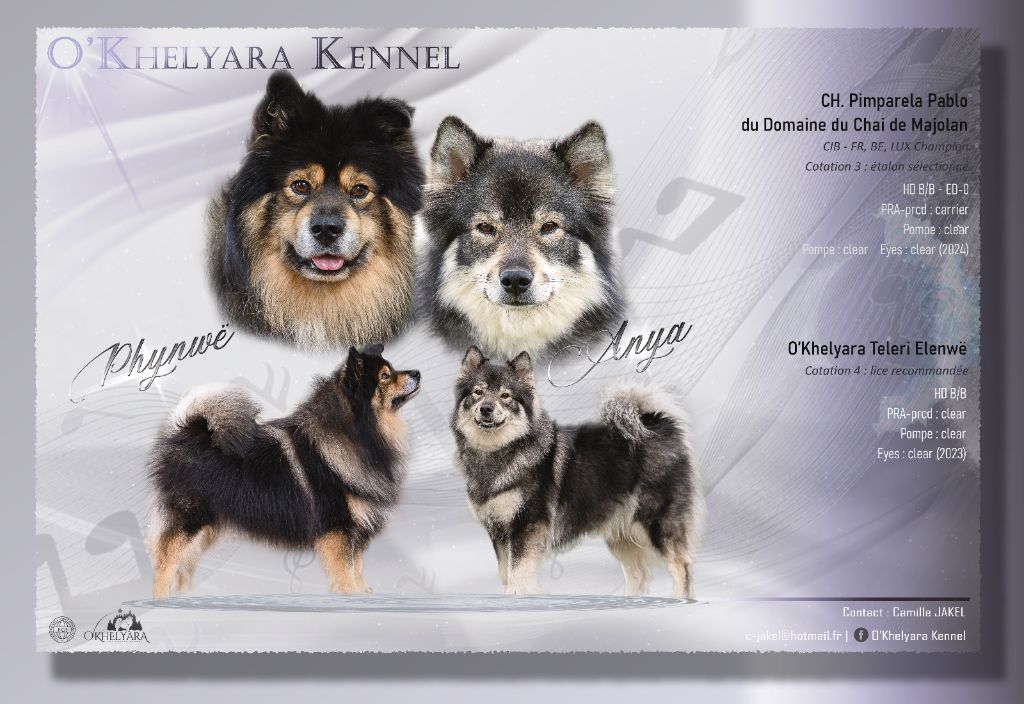 Chiot Chien finnois de Laponie O'khelyara