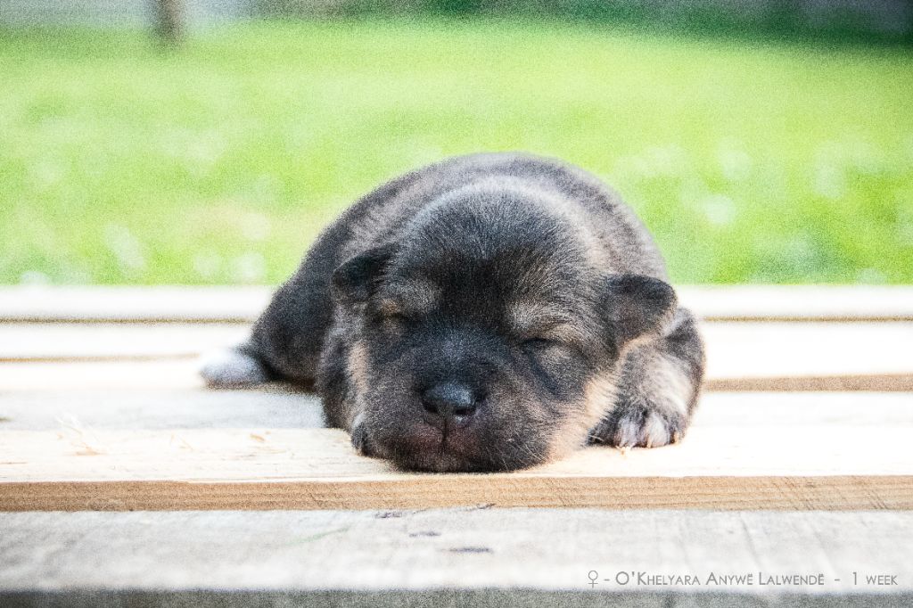 O'khelyara - Chiots disponibles - Chien finnois de Laponie