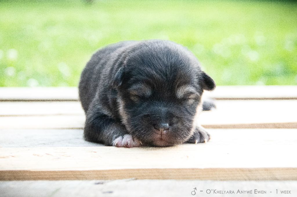 O'khelyara - Chiots disponibles - Chien finnois de Laponie