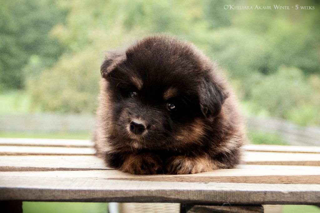 O'khelyara - Chiots disponibles - Chien finnois de Laponie