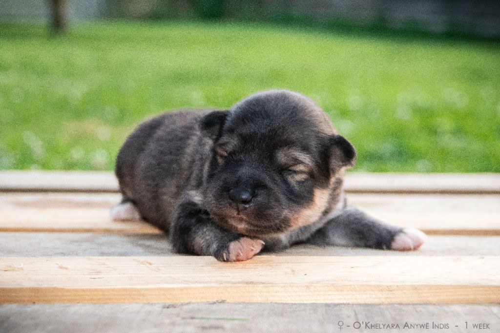 O'khelyara - Chiots disponibles - Chien finnois de Laponie
