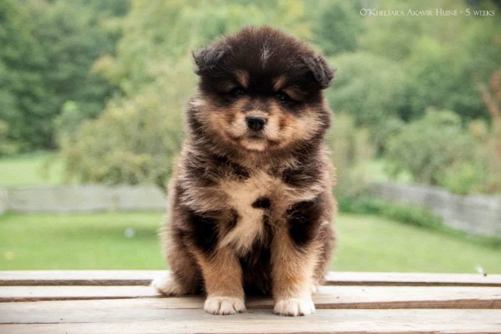 O'khelyara - Chiots disponibles - Chien finnois de Laponie