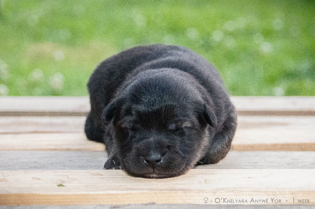O'khelyara - Chiots disponibles - Chien finnois de Laponie